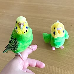 リビング/LOVE！ことり/インコと暮らす/インコ/セキセイインコのインテリア実例 - 2017-07-10 18:20:29