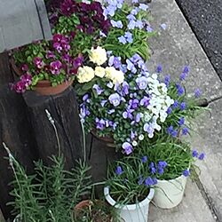 玄関/入り口/ガーデニング/青い花が好き/ビオラ寄せ植え/ナチュラルのインテリア実例 - 2016-03-31 16:47:51