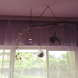 壁/天井/DIY/観葉植物のインテリア実例 - 2015-06-05 14:15:03