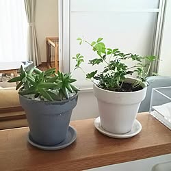 棚/観葉植物♡/グリーンのインテリア実例 - 2015-05-29 23:08:11