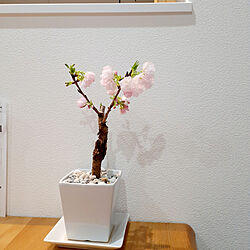リビング/桜/お花見気分/お花見❀/Cainzのインテリア実例 - 2023-03-09 06:19:07