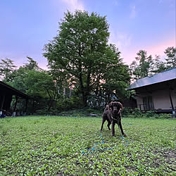 いつかのpic/全力/大型犬と暮らす/庭で遊ぶ/夕焼け...などのインテリア実例 - 2022-06-06 21:08:13