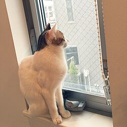 リビング/猫/窓のインテリア実例 - 2017-02-23 13:05:07