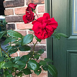 玄関/入り口/玄関前の薔薇/薔薇/玄関ドアのインテリア実例 - 2018-06-16 21:42:03