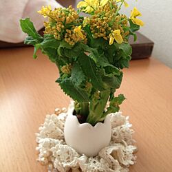 春/植物/菜の花のインテリア実例 - 2013-03-08 17:06:15