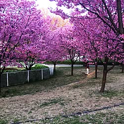 部屋全体/公園/桜/ナチュラル/インテリアじゃなくてごめんなさいのインテリア実例 - 2017-04-06 09:36:03