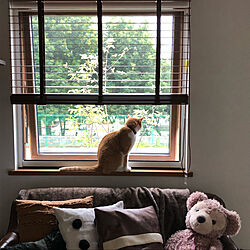 ねこのいる日常/猫との生活/茶トラ♂/木製窓/壁/天井のインテリア実例 - 2021-04-18 12:10:49