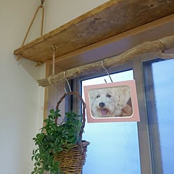 キッチン/流木インテリア/流木フック/キッチン棚DIY/植物のある暮らし...などのインテリア実例 - 2017-05-30 20:59:40