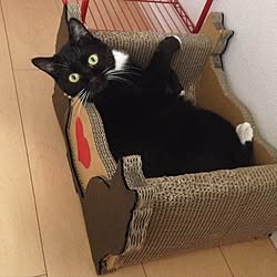 ベッド周り/ねこと暮らす/つめとぎベッド/ねこばかりですみません/ねこのいる日常...などのインテリア実例 - 2017-01-03 00:30:55