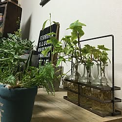 水耕栽培/日替わり投稿企画!木曜日/植物/賃貸でも諦めない/ジミーズ...などのインテリア実例 - 2017-06-08 23:18:13