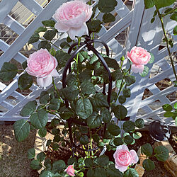 ガーデン/バラ/バラが好き/バラ大好き♡/バラの庭のインテリア実例 - 2021-05-23 21:05:31