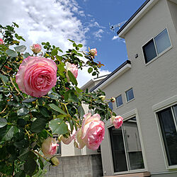 玄関/入り口/グリーンのある暮らし/薔薇/庭/庭のある暮らしのインテリア実例 - 2020-05-11 09:25:33