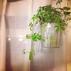 窓辺/植物のインテリア実例 - 2012-09-21 01:57:26