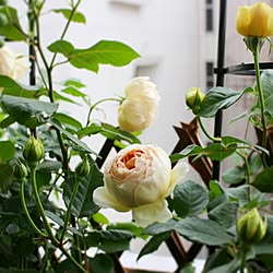 玄関/入り口/花のある暮らし/植物のある暮らし/花のある生活/植物のある生活...などのインテリア実例 - 2017-05-16 02:40:56