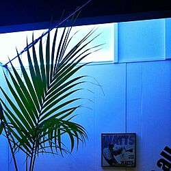 壁/天井/エアープランツ/観葉植物/アメリカン/ハワイ...などのインテリア実例 - 2016-10-29 01:50:04