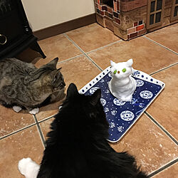 キッチン/猫のいる日常/保護猫のインテリア実例 - 2018-01-23 07:45:43