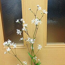 玄関/入り口/植物のインテリア実例 - 2013-06-19 20:54:41