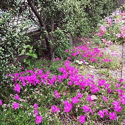 玄関/入り口/ピンク/お花のある暮らし/お花/グリーン...などのインテリア実例 - 2017-04-21 15:58:49