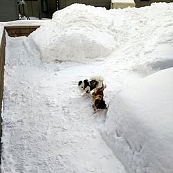 玄関/入り口/庭/ドッグラン/犬と暮らす/雪...などのインテリア実例 - 2016-02-03 15:26:19