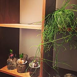 壁/天井/植物/観葉植物/ヒヤシンス/リプサリス...などのインテリア実例 - 2015-02-19 00:53:01