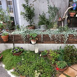 玄関/入り口/ディコンドラシルバーフォール/植物/美容院/観葉植物...などのインテリア実例 - 2016-06-08 13:16:13