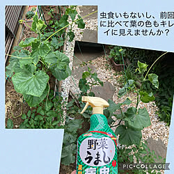 きゅうり栽培/野菜うまし/アースガーデン/害虫対策/家庭菜園...などのインテリア実例 - 2022-06-01 19:14:13