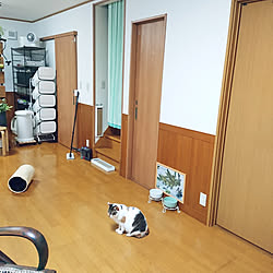 部屋全体/買ってよかった/猫と暮らす/猫との暮らし/多頭飼いの家...などのインテリア実例 - 2021-06-28 19:38:48