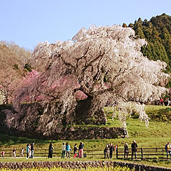 部屋全体/桜/バスツアーのインテリア実例 - 2019-04-09 18:02:34