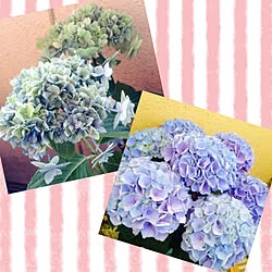 ♡群馬の会♡/会長不在(இɷஇ )/紫陽花バカ♥/紫陽花/紫陽花仲間入り♡...などのインテリア実例 - 2014-06-17 06:25:31