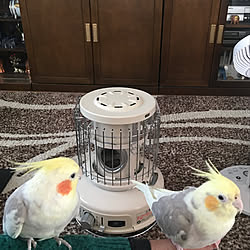 オカメインコ と楽しい生活/オカメインコのいる暮らし/カセットガスストーブ/ポータブルガスストーブ/アラジンストーブ...などのインテリア実例 - 2021-02-19 08:52:41