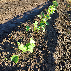 野菜作り/ダイコン/大根/家庭菜園の野菜たち/家庭菜園...などのインテリア実例 - 2020-10-17 18:20:34