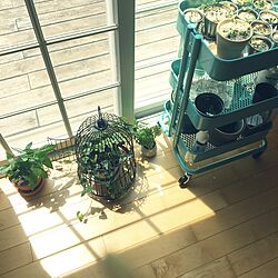 玄関/入り口/窓辺のグリーン/観葉植物/IKEAのインテリア実例 - 2017-05-28 10:33:18