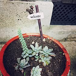 バス/トイレ/ばす、トイレではないです/寄せ植してみました/多肉植物のインテリア実例 - 2016-10-11 11:51:56