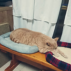 ベッド周り/みていただきありがとうございます❤️/ねこばかりすみませんm(._.)m/こんにちは⑅◡̈* ❁/猫ベッドのインテリア実例 - 2022-11-25 19:50:03