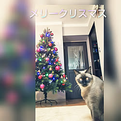 壁/天井/老猫と暮らす/中古マンション/猫と暮らす/カフェ風...などのインテリア実例 - 2020-12-24 21:07:41