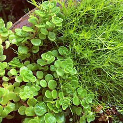 玄関/入り口/多肉植物/実家/植物/しゃれとんしゃあ会...などのインテリア実例 - 2014-05-09 21:57:30