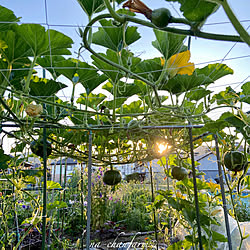 栗かぼちゃ　くりりん/種から育てる/無農薬野菜/家庭菜園/植物のある暮らし...などのインテリア実例 - 2020-06-26 12:52:48