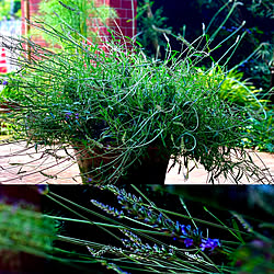 植物のある暮らし/中庭のある家/中庭/ガーデニング/秘密の花園...などのインテリア実例 - 2022-06-05 22:42:58