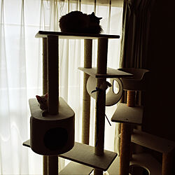 猫二匹/猫/一人暮らし/猫と暮らす/キャットタワー...などのインテリア実例 - 2020-04-12 03:04:59