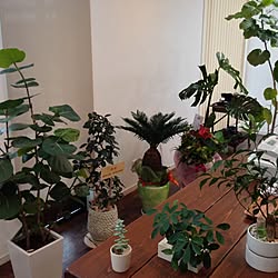 部屋全体/観葉植物/ウンベラータ/シーグレープ/ガジュマル...などのインテリア実例 - 2014-07-13 14:43:28