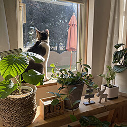 窓と猫の物語2021withYKKAP/観葉植物のある暮らし/グリーンのある暮らし/ねこのいる日常/ねこと暮らす...などのインテリア実例 - 2021-11-15 14:00:39