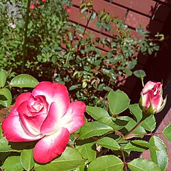玄関/入り口/バラのある庭/バラのある暮らし/ｼﾞｭﾋﾞﾚﾃﾞｭﾌﾟﾘﾝｽﾄﾞｩﾓﾅｺ/バラ...などのインテリア実例 - 2017-06-04 09:55:00