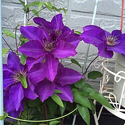 玄関/入り口/実際はもう少し濃い紫です/鉢植え/名前はわかりません/クレマチス咲いてますのインテリア実例 - 2016-04-25 19:35:36