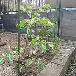 夏野菜/日常に感謝❤/趣味/閲覧、いいね有難うございます♡/中古一戸建てのインテリア実例 - 2023-05-03 17:19:12