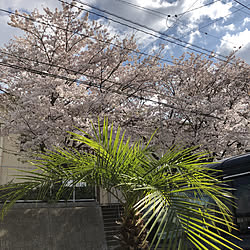 桜満開/海を感じる暮らし/サーファーの家/カリフォルニアスタイル/西海岸風...などのインテリア実例 - 2020-04-05 09:11:09