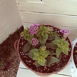 玄関/入り口/植物のインテリア実例 - 2013-04-05 08:31:22
