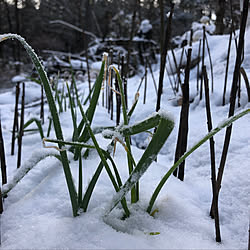 雪/お家時間/雪景色/インテリアじゃなくてごめんなさい/日記...などのインテリア実例 - 2020-12-21 21:57:02