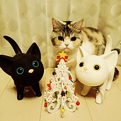 リビング/猫/3COINS/貯金箱雑貨/クリスマスツリー♡のインテリア実例 - 2015-11-14 01:16:06