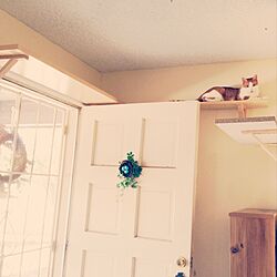 壁/天井/猫と暮らす/猫との生活/ペットと暮らす家/ねこのいる日常...などのインテリア実例 - 2015-08-16 04:38:20