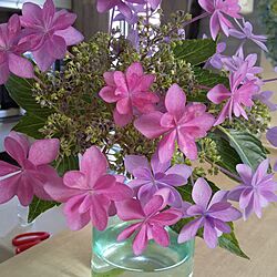 キッチン/紫陽花のインテリア実例 - 2023-06-06 11:40:25